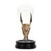 Zentique Deer Skull w/ Bel Glass Sculpture Metal in Black/Brown | 23 H x 5.5 W x 5.5 D in | Wayfair SHI040