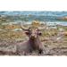 Gracie Oaks 'Photogenic Wild Water Buffalo' Photographic Print on Canvas in White | 24 H x 36 W x 1.5 D in | Wayfair