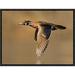 East Urban Home 'Wood Duck Male Flying, Lapeer State Game Area, Michigan' Framed Photographic Print Canvas in Brown | 12 H x 16 W x 1.5 D in | Wayfair