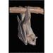 East Urban Home 'Egyptian Fruit Bat Roosting, Michigan' Framed Photographic Print in Black/Gray | 24 H x 16 W x 1.5 D in | Wayfair
