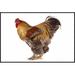 East Urban Home 'Domestic Chicken, Partridge Brahma, Cockerel, Standing' Framed Photographic Print in White | 24 H x 36 W x 1.5 D in | Wayfair