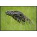 East Urban Home 'Komodo Dragon' Framed Photographic Print in White | 24 H x 36 W x 1.5 D in | Wayfair EAAC8028 39224367