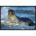 East Urban Home 'Northern Elephant Seal Female' Framed Photographic Print in Blue | 12 H x 18 W x 1.5 D in | Wayfair EAAC7463 39222375