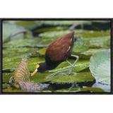 East Urban Home 'Northern Jacana Foraging On Lily Pads, Costa Rica' Framed Photographic Print in Brown/Green | 12 H x 18 W x 1.5 D in | Wayfair