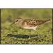 East Urban Home 'Pectoral Sandpiper, Michigan' Framed Photographic Print in White | 24 H x 36 W x 1.5 D in | Wayfair EAAC8088 39224593