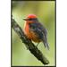 East Urban Home 'Vermilion Flycatcher Male, Galapagos Islands, Ecuador' Framed Photographic Print in Gray/Green | 30 H x 20 W x 1.5 D in | Wayfair