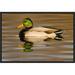 East Urban Home 'Mallard Swimming, Kellogg Bird Sanctuary, Michigan' Framed Photographic Print in Brown | 12 H x 18 W x 1.5 D in | Wayfair