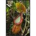 East Urban Home 'Pitcher Plant Pitcher, Gunung Trus Madi, Sabah, Borneo, Malaysia' Framed Photographic Print in Indigo/Orange | Wayfair