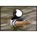 East Urban Home 'Hooded Merganser Male, Kellogg Bird Sanctuary, Michigan' Framed Photographic Print in Black/Gray | 16 H x 24 W x 1.5 D in | Wayfair