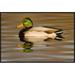 East Urban Home 'Mallard Swimming, Kellogg Bird Sanctuary, Michigan' Framed Photographic Print in Brown | 20 H x 30 W x 1.5 D in | Wayfair