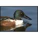 East Urban Home 'Northern Shoveler Male Swimming, Kellogg Bird Sanctuary, Michigan' Framed Photographic Print in Blue/Brown | Wayfair