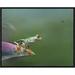 East Urban Home 'Red-Eyed Tree Frog Eyeing Bee Fly, Costa Rica ' Framed Photographic Print on Canvas in Green | 16 H x 20 W x 1.5 D in | Wayfair