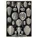 Buyenlarge Athropods by Ernst Haeckel- 1 Graphic Art Print in White | 36 H x 24 W x 1.5 D in | Wayfair 0-587-64546-LC2436