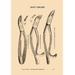 Buyenlarge 'Root Forceps' by H. D. Justi & Son Graphic Art Paper in Brown | 36 H x 24 W x 1.5 D in | Wayfair 0-587-06998-8C2436