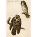 Buyenlarge Tangmalm's Night Owl - Graphic Art Print in White | 36 H x 24 W x 1.5 D in | Wayfair 0-587-64737-LC2436
