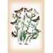 Buyenlarge Moths: Dichonia Aprilina, Polia Chi, et al. by W. F. Kirby Graphic Art in Brown/Green | 36 H x 24 W x 1.5 D in | Wayfair