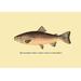 Buyenlarge 'The Rainbow Trout' by H.H. Leonard Graphic Art | 20 H x 30 W x 1.5 D in | Wayfair 0-587-02303-1C2030