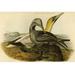 Buyenlarge Common Gannet by John James Audubon - Unframed Graphic Art Print in White | 24 H x 36 W x 1.5 D in | Wayfair 0-587-64716-LC2436