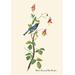 Buyenlarge Black-Throated Blue Warbler by John James Audubon Graphic Art in Blue/Green/Red | 36 H x 24 W x 1.5 D in | Wayfair 0-587-03555-2C2436