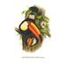 Buyenlarge 'Toco Toucan' by John Gould Graphic Art in Black/Green | 36 H x 24 W x 1.5 D in | Wayfair 0-587-29193-1C2842