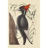 Buyenlarge Large Billed Woodpecker - Graphic Art Print in White | 36 H x 24 W x 1.5 D in | Wayfair 0-587-30573-8C2436