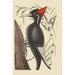 Buyenlarge Large Billed Woodpecker - Graphic Art Print in White | 36 H x 24 W x 1.5 D in | Wayfair 0-587-30573-8C2436