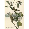 Buyenlarge Warbling Vireo by John James Audubon - Unframed Graphic Art Print in Gray/Green | 42 H x 28 W x 1.5 D in | Wayfair 0-587-64760-LC2842