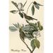 Buyenlarge Warbling Vireo by John James Audubon - Unframed Graphic Art Print in Gray/Green | 42 H x 28 W x 1.5 D in | Wayfair 0-587-64760-LC2842