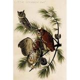 Buyenlarge Little Screech Owl by John James Audubon - Unframed Graphic Art Print in Green | 36 H x 24 W x 1.5 D in | Wayfair 0-587-64664-LC2436