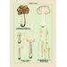 Buyenlarge 'Edible Fungi: White Helvella' Graphic Art Paper in Brown/Green | 36 H x 24 W x 1.5 D in | Wayfair 0-587-04891-3C2436