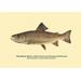 Buyenlarge 'The Brook Trout (Showing Dark or Early Spring Coloration)' by H.H. Leonard Graphic Art in Yellow | 20 H x 30 W x 1.5 D in | Wayfair