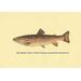 Buyenlarge 'The Brook Trout (Adult Female)' by H.H. Leonard Graphic Art | 20 H x 30 W x 1.5 D in | Wayfair 0-587-02300-7C2030