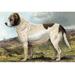 Buyenlarge St. Bernard by Vero Shaw - Graphic Art Print in Green | 44 H x 66 W x 1.5 D in | Wayfair 0-587-29170-2C4466