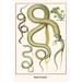 Buyenlarge 'Snakes & Lizards' by Albertus Seba Graphic Art in Green | 42 H x 28 W x 1.5 D in | Wayfair 0-587-29729-8C2842