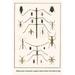 Buyenlarge 'Walking Sticks Praymantids Longghorn Beetles Beetles Watr' by Albertus Seba Graphic Art in Brown/Green | 42 H x 28 W x 1.5 D in | Wayfair