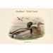 Buyenlarge Anas Boschas Mallard Wild Duck - Graphic Art Print in White | 24 H x 36 W x 1.5 D in | Wayfair 0-587-31997-6C2436