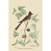 Buyenlarge Crested Fkycatcher by Mark Catesby - Graphic Art Print in Brown/Green | 42 H x 28 W x 1.5 D in | Wayfair 0-587-30645-9C2842