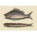 Buyenlarge 'Perch or Margate Fish' by Mark Catesby Graphic Art in White | 24 H x 36 W x 1.5 D in | Wayfair 0-587-30347-6C2436