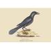 Buyenlarge Purple Jackdaw by Catesby - Graphic Art Print in White | 24 H x 36 W x 1.5 D in | Wayfair 0-587-30566-5C2436