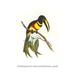 Buyenlarge 'Many-Banded Aricari' by John Gould Graphic Art in Black/Green/Yellow | 30 H x 20 W x 1.5 D in | Wayfair 0-587-29227-xC2030