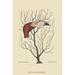 Buyenlarge 'The Flamingo's Bill' by Catesby Graphic Art in Brown/Gray/Green | 42 H x 28 W x 1.5 D in | Wayfair 0-587-30690-4C2842