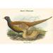 Buyenlarge Phasianus Shawi Shaw by John Gould - Graphic Art Print in Brown/Green | 28 H x 42 W x 1.5 D in | Wayfair 0-587-31933-xC2436