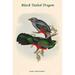 Buyenlarge Trogon Nigricaudata Black Tailed Trogon by John Gould - Graphic Art Print in Gray/Green | 42 H x 28 W x 1.5 D in | Wayfair