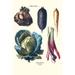 Buyenlarge Vegetables Rhubard Tubers & Cabbage - Graphic Art Print in Blue/Green/Pink | 30 H x 20 W x 1.5 D in | Wayfair 0-587-28550-8C2842