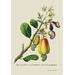 Buyenlarge The Cajew or Cashew Apple of Malabar by J. Forbes Graphic Art in Green/Yellow | 42 H x 28 W x 1.5 D in | Wayfair 0-587-13543-3C2842