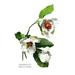 Buyenlarge Magnolia Parviflora by H.G. Moon Painting Print in Green/White | 42 H x 28 W x 1.5 D in | Wayfair 0-587-03678-8C2842