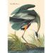 Buyenlarge Great Heron by John James Audubon Painting Print in Gray/Green | 42 H x 28 W x 1.5 D in | Wayfair 0-587-03570-6C2842