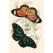 Buyenlarge 'European Butterflies & Moths' by James Duncan Painting Print in Brown/Green | 42 H x 28 W x 1.5 D in | Wayfair 0-587-32287-XC2842