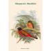 Buyenlarge Harpactes Duvauceli by John Gould - Graphic Art Print in White | 36 H x 24 W x 1.5 D in | Wayfair 0-587-31865-1C2436