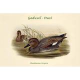 Buyenlarge 'Chaulelasmus Strepera Gadwall Duck - Graphic Art Print in Brown | 28 H x 42 W x 1.5 D in | Wayfair 0-587-32001-xC2842